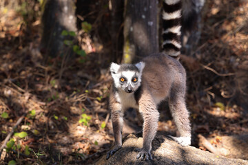 Lemure del Madagascar 
