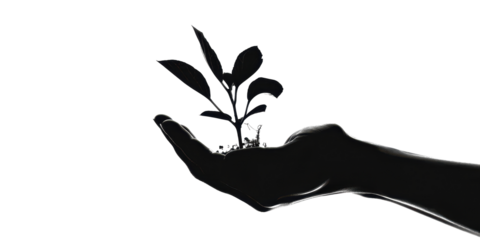 A hand holding a plant