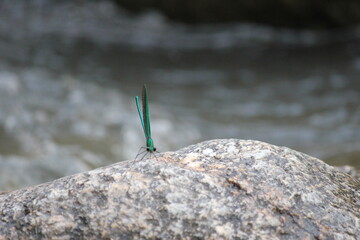 Extreme close-up of emperor dragonfly