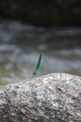Extreme close-up of emperor dragonfly