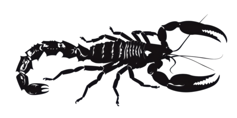 A black and white drawing of a scorpion