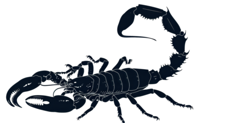 A black scorpion is shown in a white background