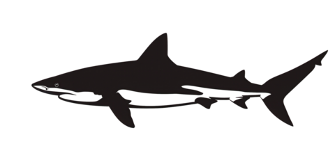 A black and white shark is shown in the image