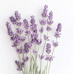 Obraz premium lavender flowers