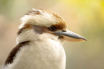 A kookaburra looking to the right.