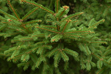 Christmas tree branches texture close up, Christmas concept, Christmas branch tree evergreen close up 