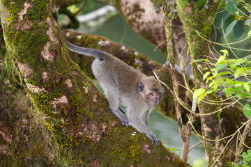Long-tailed Macaque - Macaca fascicularis, common monkey from Southeast Asia forests, woodlands and gardens, Mauritius island.