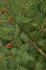 Christmas tree branches texture close up, Christmas concept, Christmas branch tree evergreen close up 