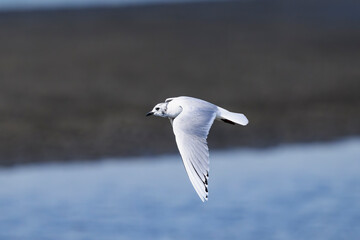 ズグロカモメの飛翔