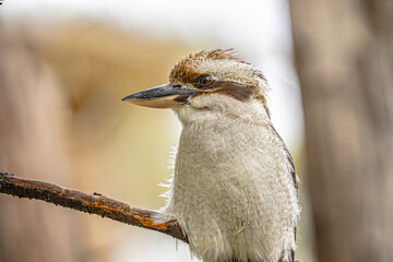 A kookaburra looking to the left