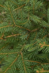 Christmas tree branches texture close up, Christmas concept, Christmas branch tree evergreen close up 