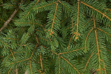 Christmas tree branches texture close up, Christmas concept, Christmas branch tree evergreen close up 