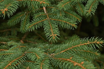 Green branches of a Christmas tree close-up, needles of an evergreen tree close-up 