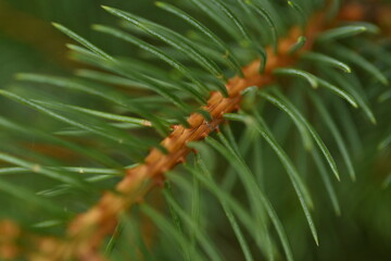Green branches of a Christmas tree close-up, needles of an evergreen tree close-up 