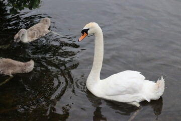 Swans in Dublin