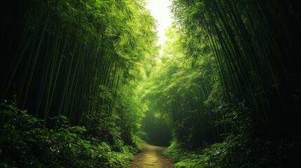 A path leads through a dense bamboo forest, sunlight filtering through the leaves.