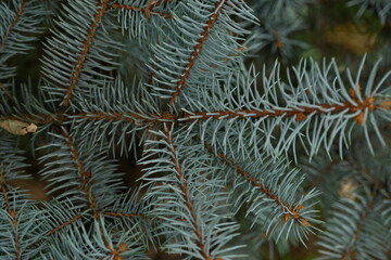 blue Christmas tree branches texture close up, macro  green branch Christmas concept, macro blue Christmas branch tree evergreen close up
