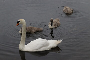 Swans in Dublin