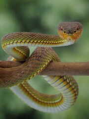 Potrait Manggrove pit viper closeup head on branch ready to attack, Trimeresurus purpureomaculatus, 19 September 2024 Indonesia
