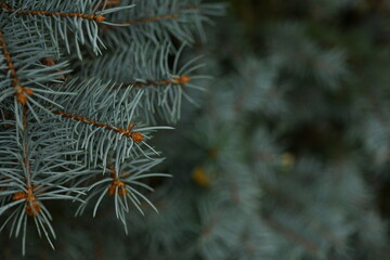 blue Christmas tree branches texture close up, macro  green branch Christmas concept, macro blue Christmas branch tree evergreen close up
