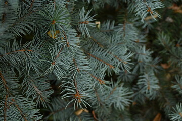 blue Christmas tree branches texture close up, macro  green branch Christmas concept, macro blue Christmas branch tree evergreen close up