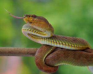 Potrait Manggrove pit viper closeup head on branch ready to attack, Trimeresurus purpureomaculatus, 19 September 2024 Indonesia
