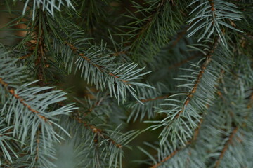 blue Christmas tree branches texture close up, macro  green branch Christmas concept, macro blue Christmas branch tree evergreen close up