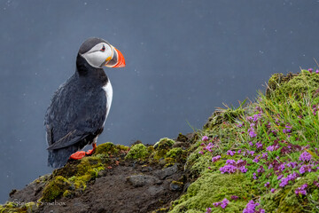 Puffin