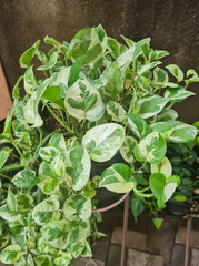 Epipremnum Aureum N'Joy in the garden. Also called Pothos N'joy, Golden Pothos or Sirih Gading Njoy. It is a tropical ornamental plant and variety of the Ivory Betel plant from the Araceae family. © Windi Holly