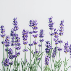 Obraz premium lavender flowers