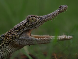 potrait crocodile that stretches its mouth to warm its body temperature