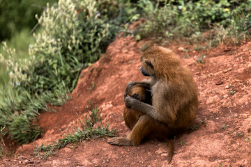 Baboon breastfeeding its infant in the wild.
