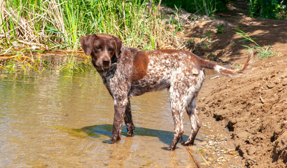 A hunting dog is looking for prey near the river bank. The kurtshaar dog breed is a good game hunter. Dogs crawl among the reeds near the river bank, sniffing out game.