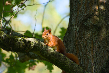 a red squirrel sitting on the tree branch close-up