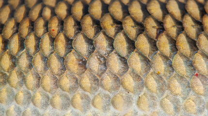 Fish scales close up. The skin of a fish as a background. © Vera
