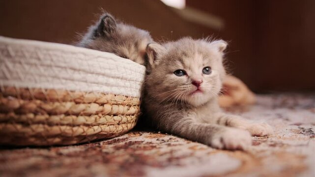 Two Adorable Kittens Resting Comfortably on a Soft Rug in Cozy Indoor Setting