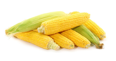 Many fresh ripe corncobs isolated on white