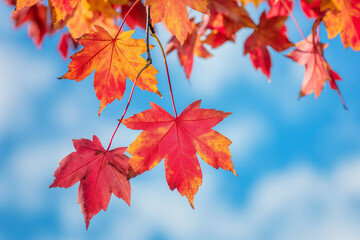 Red maple leaves against a clear blue sky, natural scenery with bright colors, captured with a telephoto lens in natural sunlight