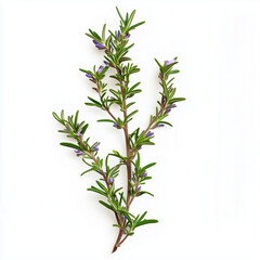 Obraz premium branch of rosemary