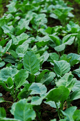 Vertical image of organic vegetables in the farm, healthy green leaf vegetable in the farm. Natural light in the morning.