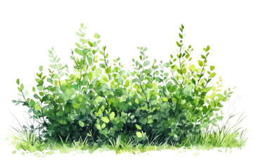 Fototapeta premium PNG Green bushes illustration watercolor plants.