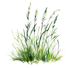 PNG  Small patch of grass illustration watercolor art.