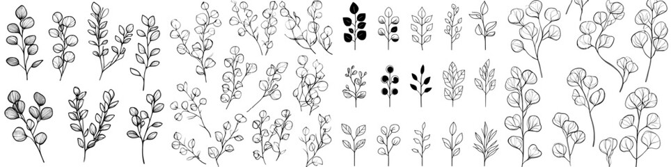 Hand drawn Eucaliptus branches. Modern outline illustration with leaves isolated on white background. Botanical plant.