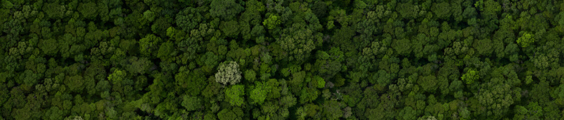 Naklejka premium Aerial top view green forest tree texture and background, Natural green forest tree background, Tropical rainforest tree ecosystem environment, Texture and background of green tree forest.