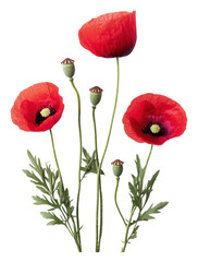 Fototapeta premium PNG Red poppy flowers in bloom with green buds nearby