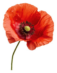 PNG Red poppy blossom on a white background