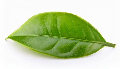 Obraz premium Natural Essence: Isolated Green Tea Leaves Against White Background