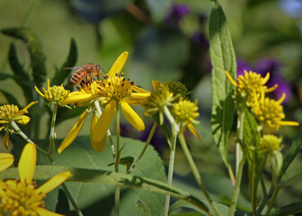 Fototapeta premium Honeybee sitting on a yellow flower