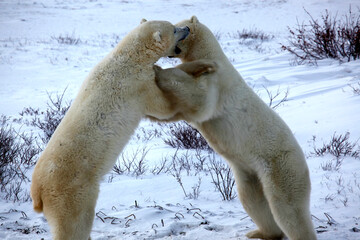 Bear Watching in Churchill - Polar Bears' Paradise