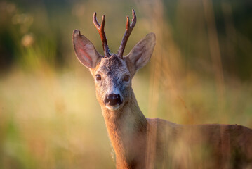 Roe deer portrait